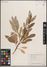 Foto von Salix discolor Muhl.